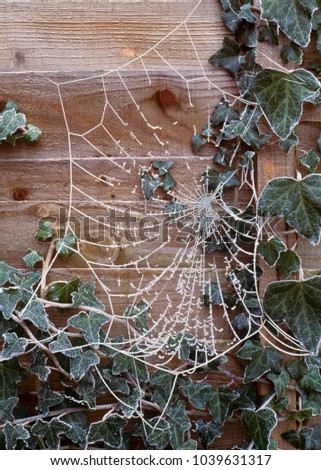 Hoar frost on spiders web