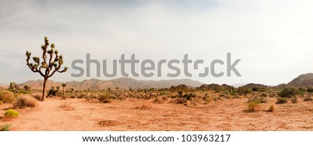 Panorama landscape of Joshua Tree National Park, USA. Royalty-Free Stock Photo #103963217