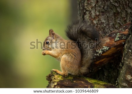 Squirrel from Finland.  Beautiful Scandinavian nature. Wild nature. Beautiful picture. European nature. Free nature.