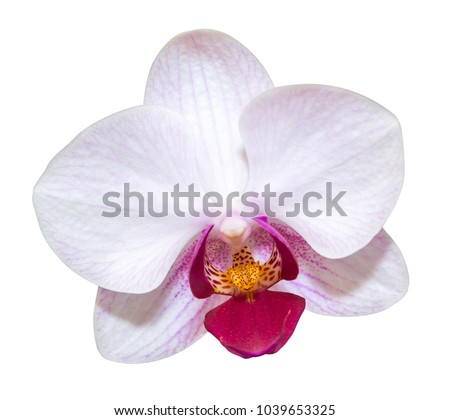 Phalaenopsis flower orchid isolated on white background Royalty-Free Stock Photo #1039653325