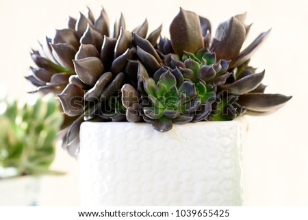 Cactus  Succulent plant  Echeveria  Black Prince in white flower pot outside.