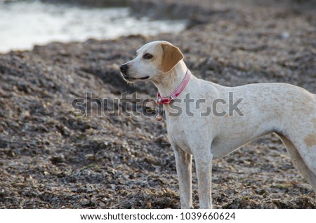 Photograph of a dog in one of the beaches of menorca blaco with brown spots.