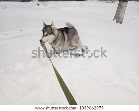 husky running through the snow