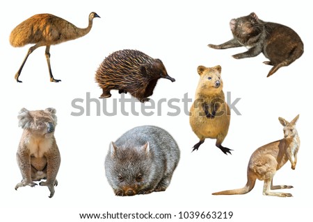 Collage of Australian animals, isolated on white background. The Emu, Echidna, Tasmanian Devil, Wombat, Kangaroo, Quokka and the Koala.