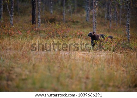 Gulo gulo. Finnish nature. Karelia. The wild nature of Europe. Beautiful picture. Rare species.