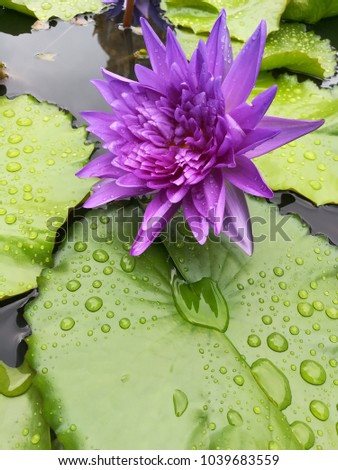 Lotus in raining