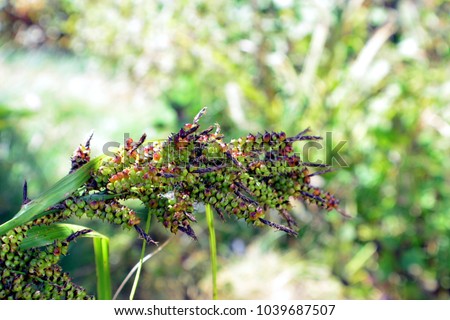 Sorghum bicolor Small biennial plant stems straight, stems are small round. The sponge center and joint. The base is shorter and shorter. And longer, the thicker the shell, the green to reddish-black. Royalty-Free Stock Photo #1039687507