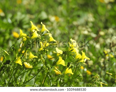 Extreme zoom with bokeh effect of yellow flowers in blossom