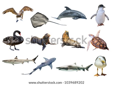 Collage of Australian animals, isolated on white background. Pelican, Seagull, Penguin, Black Swan, Lemon shark, Sting Ray, Great White Shark, Sea Turtle, Dolphin and the Sea lion and Seal.