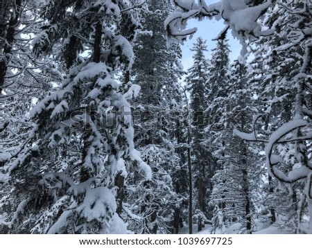Mountain Trees Pine Snow Winter Cold View Landscape Zoom Branches