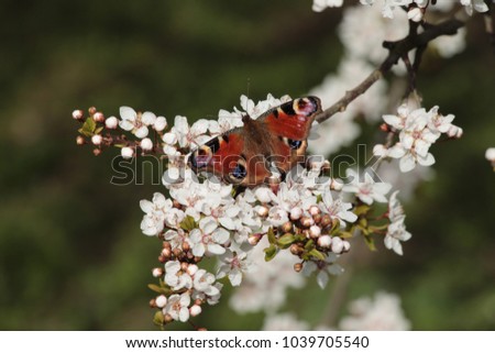 Butterfly on a cherry blossom