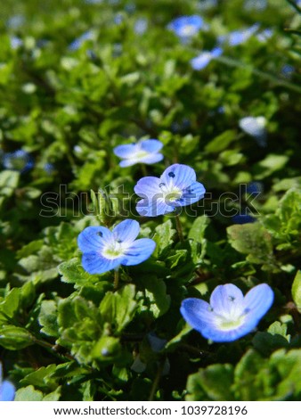 Veronica persica, little blue spring flowers
