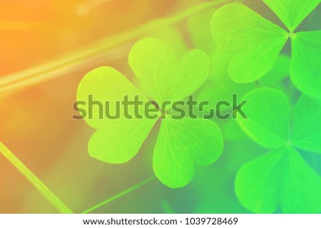 Clover petals, gentle green background, toned, soft focus.  St. Patrick's day holiday symbol.