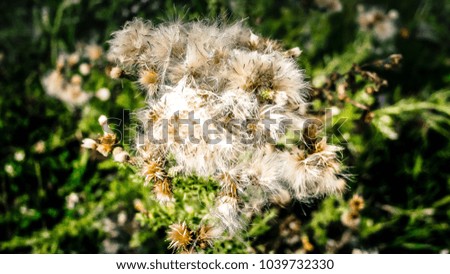 Wild flowers field closeup in France
