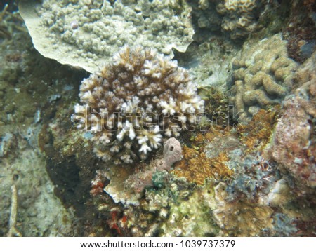 Beautiful coral found at coral reef area at Bidong island, Malaysia