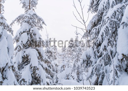
winter snow covered fore
winter forest
snow