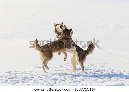 Two sled dogs are playing on the frozen bay in winter