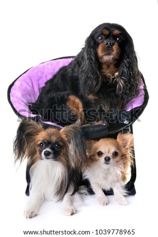 cavalier king charles, papillon and chihuahua in front of white background