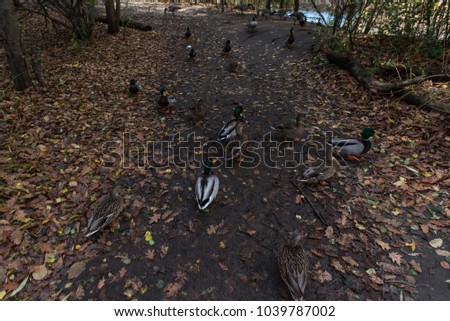 Ducks and geese on a path