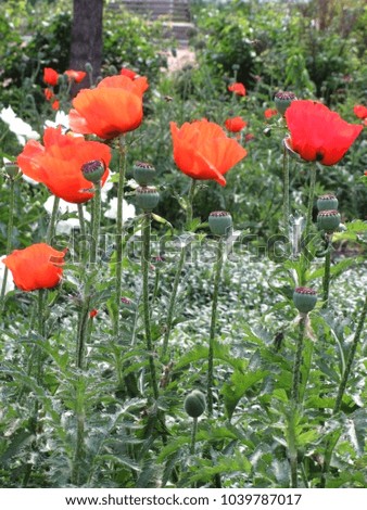 Red poppies blossom on a flowerbed in the garden on a sunny summer day.