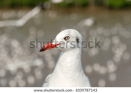A seagull was staring at the camera.The animal fixedly looked at the camera.