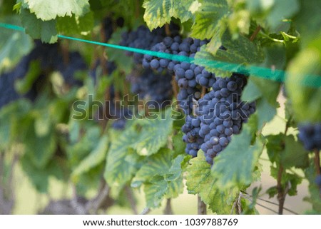 Bunch of fresh grapes are growing on plants,vineyard is one of agriculture in THAILAND