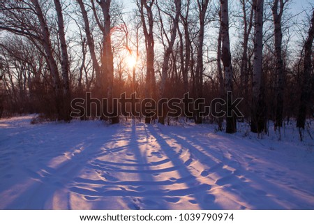 sun shining through the trees in the winter forest 