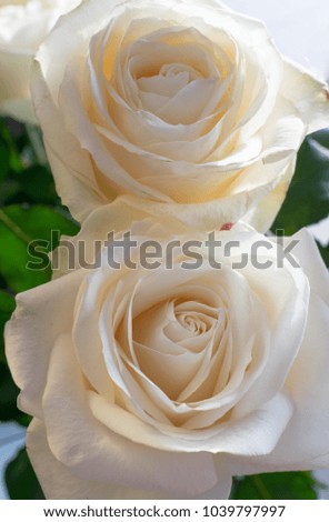 Tender roses. Beautiful roses. Romantic.