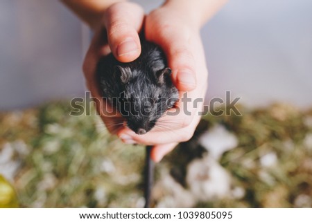 black gerbil gently held in the hands of a child