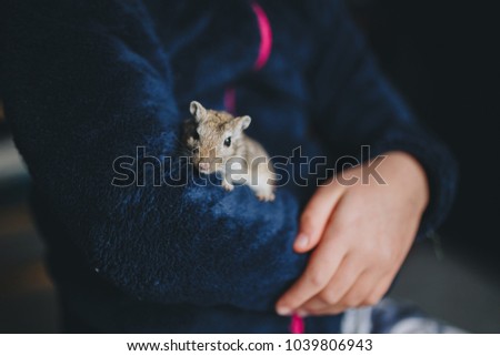a small grey gerbil walks in the arms of a child