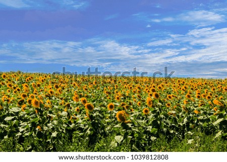 
Field of sunflowers under the blue sky. Harvesting.