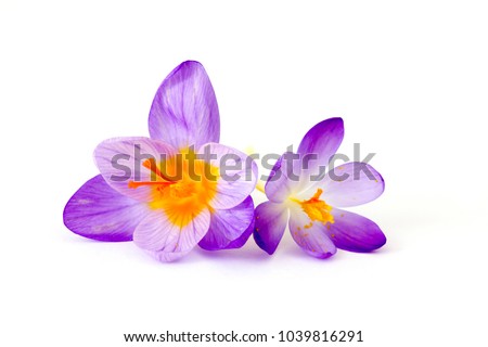 crocus - one of the first spring flowers Royalty-Free Stock Photo #1039816291