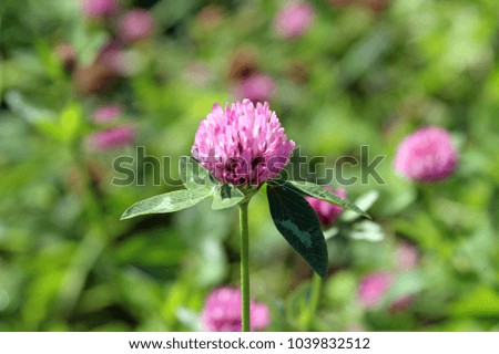 closeup of a red clover blossom in a meadow