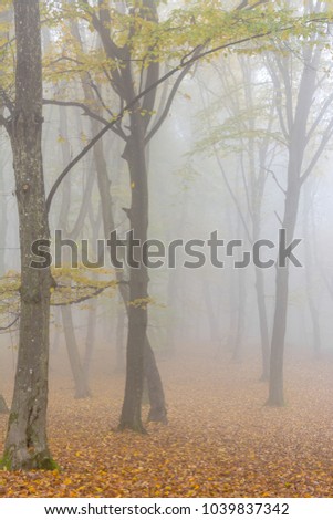 Amazing atmosphere in The Hoia Baciu forest, one of the most haunted forest in the world. It's very knowed for the unexplained phenomena.It was a beautiful foggy and colorful morning. Royalty-Free Stock Photo #1039837342