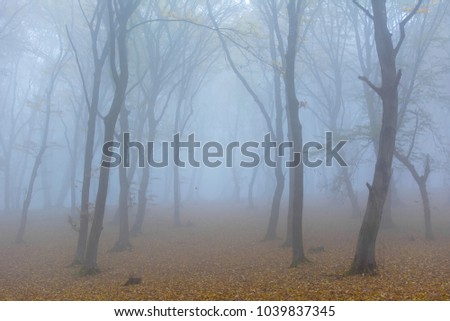 Amazing atmosphere in The Hoia Baciu forest, one of the most haunted forest in the world. It's very knowed for the unexplained phenomena.It was a beautiful foggy and colorful morning. Royalty-Free Stock Photo #1039837345