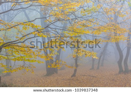 Amazing atmosphere in The Hoia Baciu forest, one of the most haunted forest in the world. It's very knowed for the unexplained phenomena.It was a beautiful foggy and colorful morning. Royalty-Free Stock Photo #1039837348