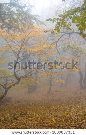 Amazing atmosphere in The Hoia Baciu forest, one of the most haunted forest in the world. It's very knowed for the unexplained phenomena.It was a beautiful foggy and colorful morning. Royalty-Free Stock Photo #1039837351