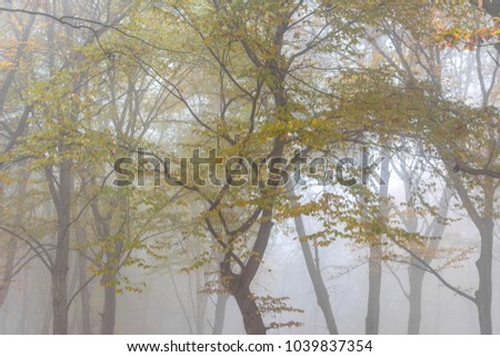 Amazing atmosphere in The Hoia Baciu forest, one of the most haunted forest in the world. It's very knowed for the unexplained phenomena.It was a beautiful foggy and colorful morning. Royalty-Free Stock Photo #1039837354