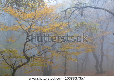 Amazing atmosphere in The Hoia Baciu forest, one of the most haunted forest in the world. It's very knowed for the unexplained phenomena.It was a beautiful foggy and colorful morning. Royalty-Free Stock Photo #1039837357