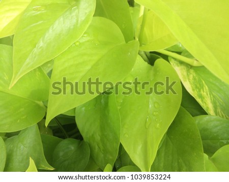 nature texture background