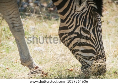 Portrait of zebra eating grass.