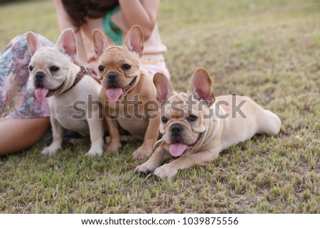 Cute little French bull dog with happy owner playing at the park in summer. Young Asian woman relaxing, having fun, holding the dog to share love and care. Love pet as family.