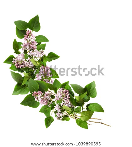 Lilac flowers and leaves in aarrangement isolated on white background. Flat lay. Top view.