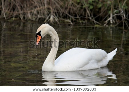 Swan swimming in the lake no people with background stock image and stock photo