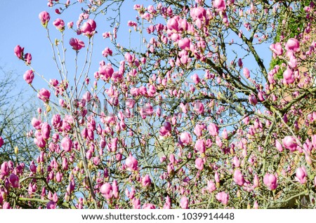 Beautiful purple magnolia flowers in the spring season. Blooming pink magnolia tulip on tree branch under clear blue sky. Springtime blossom background.