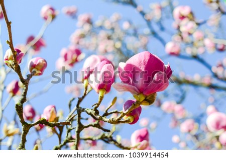 Close-up beautiful pink magnolia flowers in the spring season. Blooming purple magnolia tulip on tree branch under clear blue sky. Springtime blossom background.
