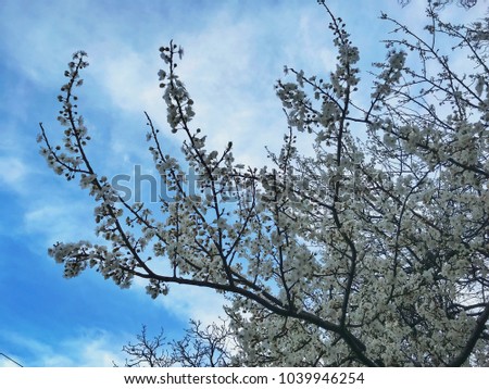The spring blossoms the Tree cherry plum