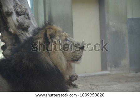 Asiatic lion in zoo