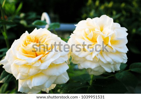beautiful white roses