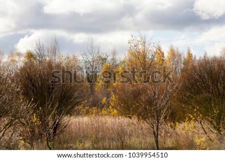 young forest with deciduous trees in the autumn season, on some branches still hang yellow birch leaves, illuminated by sunlight